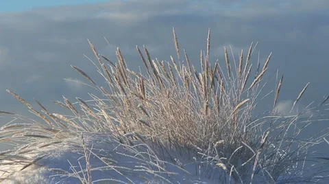 Frosty Grass With Cloud Background Vidéo 955047