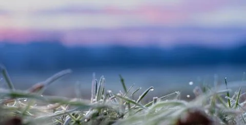 Frosty grass detail with morning dew Stock Photos