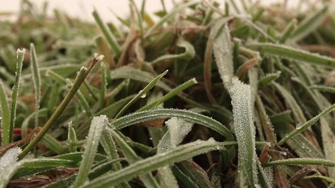 Frosty grass Stock Footage 167072436