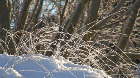 Frosty Grass With Forest Background Stock Footage 955049