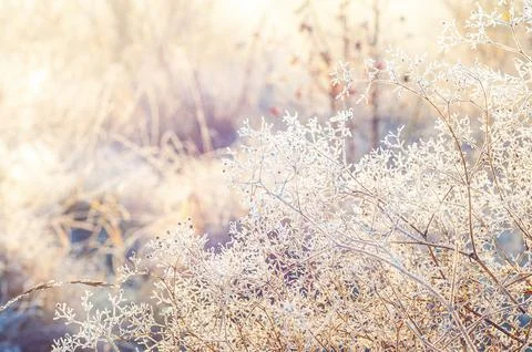 Frosty grass glitters in the backlight of the sun, resembling a thin layer .. Stock-Fotos