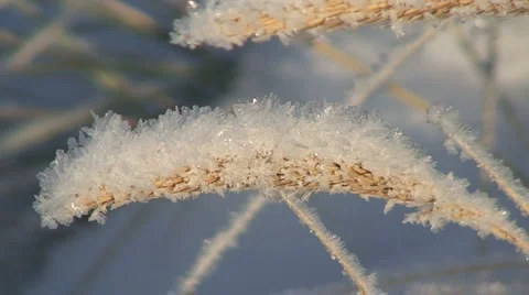 Frosty Grass Moving in Wind Vidéo 955038