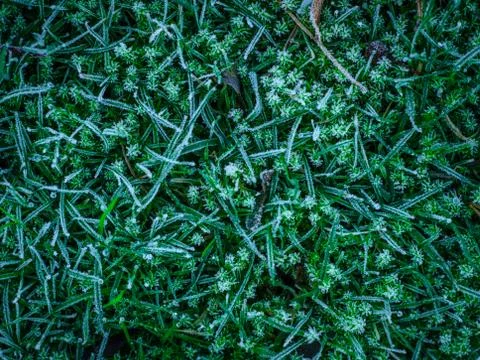 Frosty grass Stock Photos