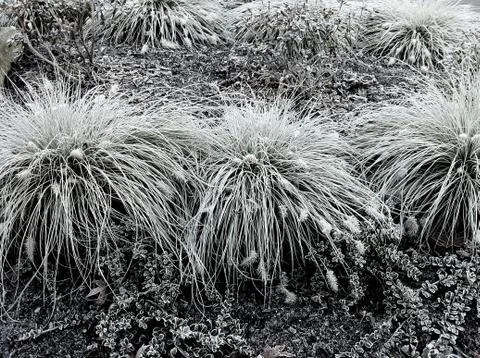Frosty grass 스톡 사진