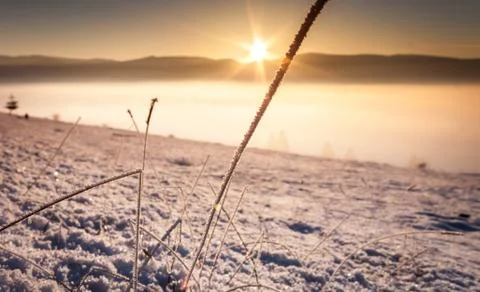 Frosty grass Stock Photos