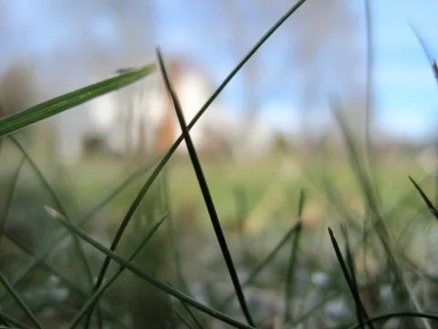 Frosty Grass Foto stock
