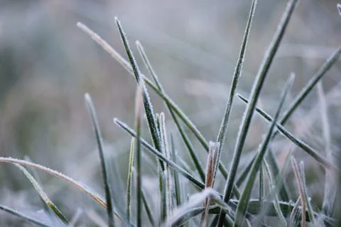Frosty Grass Stock Photos
