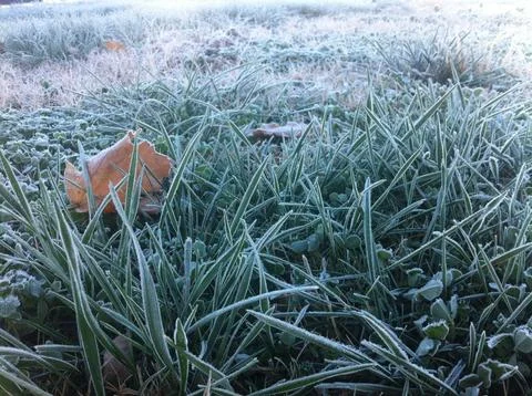 Frosty Grass Stock Photos