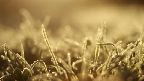 Frosty grass in ray sun at fall morning. Winter coming Stock Footage 289174525