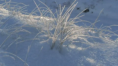 Frosty Grass In Snow Stock Footage 955021