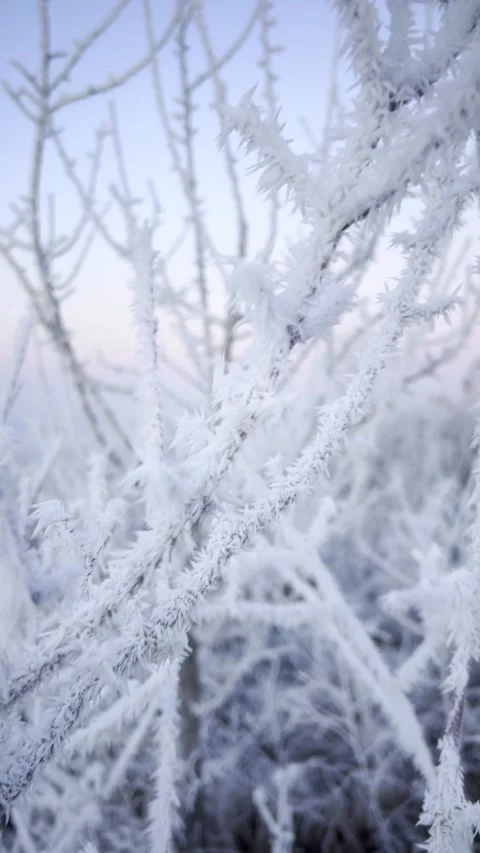 Frosty grass in snowy forest, cold weather in sunny morning Stock Footage 317227560
