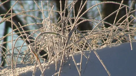 Frosty Grass, Sun Backlight Vidéo 955029