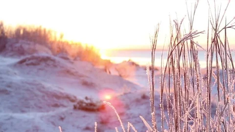 Frosty grass swaying on evening sunlight Stock Footage 74992004