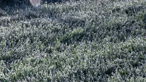 Frosty Grass Tilt Up Video stock 12503669