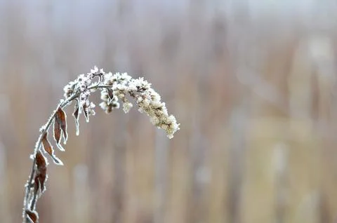 Frosty grass in the winter time Stock Photos
