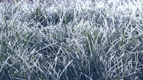 Frosty Grass Zoom In Видео 12503660