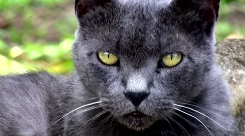 Frosty Gray Cat Stock Footage 55788689