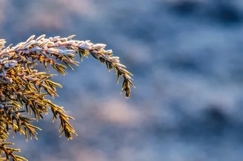 Frosty juniper Stock Photos
