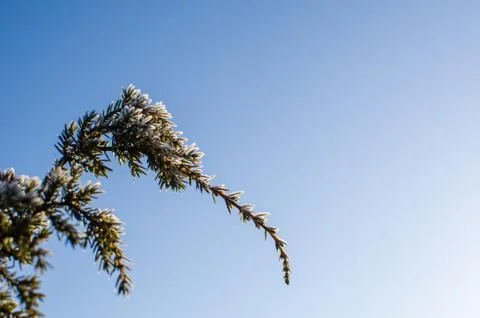 Frosty juniper twigs Stock Photos
