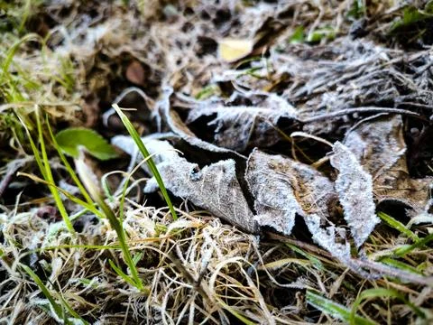 A frosty leaf is on the ground.  Stock Photos