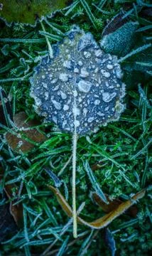 Frosty leaf Stock Photos