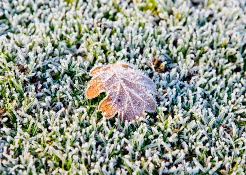 Frosty leaf 写真素材
