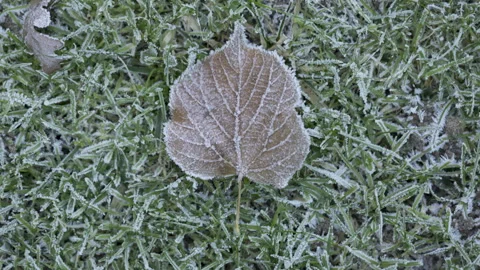Frosty Leaf Thaws Timelapse 6K - 1 Stock Footage 311019953