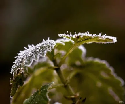 Frosty leafes Stock Photos