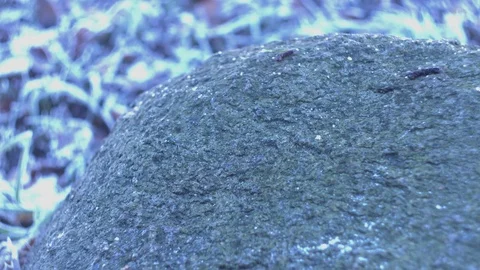 Frosty leafs falling Stock-Footage 70314057