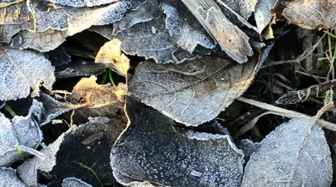 Frosty leaves Stock Footage 10720433