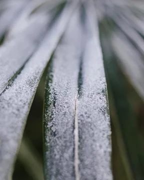 Frosty leaves Stock Photos