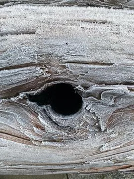 Frosty Log With Texture That Makes it Look Like an Eye Stock Photos