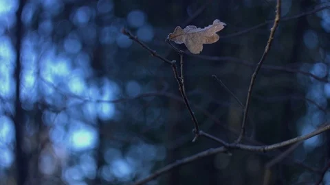 Frosty lonely leaf Stock Footage 70313087