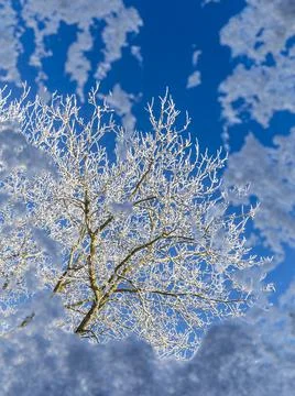 Frosty look through window at tree Stock Photos