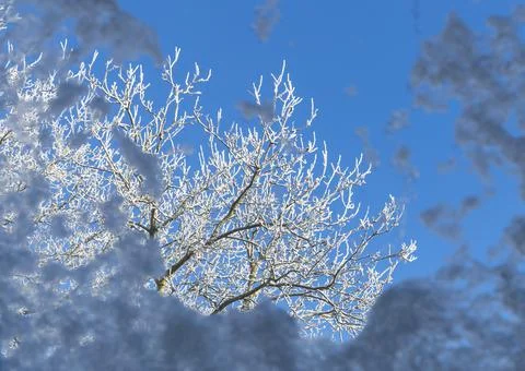 Frosty look through window at tree Foto stock