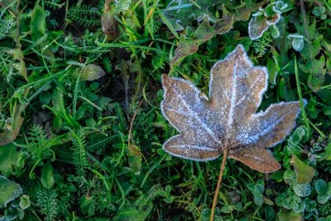 Frosty maple leaf on green grass Stock Photos