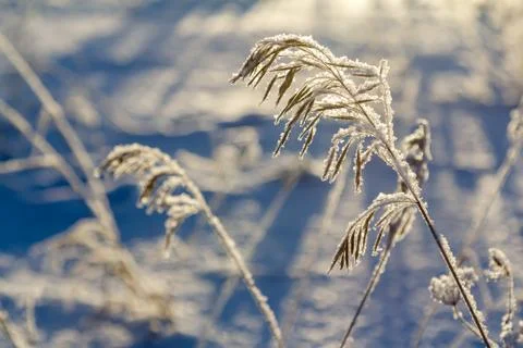 Frosty morning in the fields Foto stock