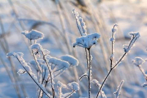 Frosty morning in the fields Stock Photos