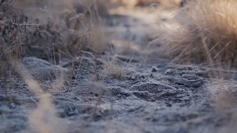 Frosty Morning on pine needles Stock Footage 99803743