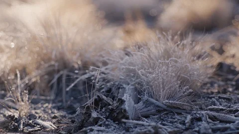 Frosty Morning on pine needles Stock Footage 99803805