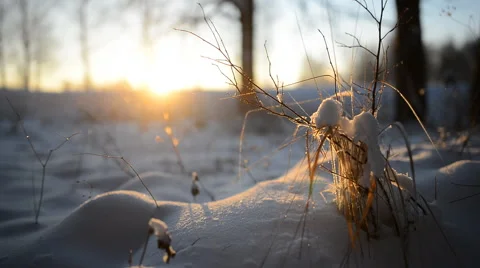 Frosty morning in the woods Stock Footage 59131596