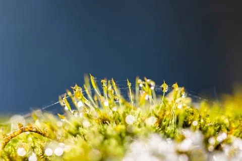 Frosty Moss 스톡 사진