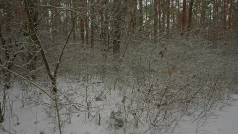 Frosty nature view in daytime Stock Footage 228598775