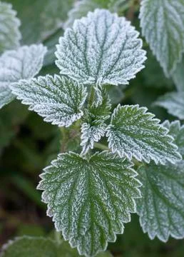 Frosty nettle Stock Photos
