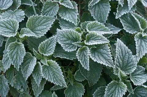 Frosty nettle Stock Photos
