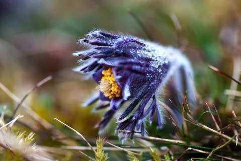 Frosty pasque flower Stock Photos