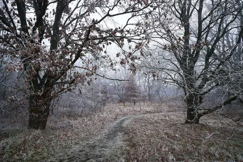 Frosty Path on a grey Day Stock Photos