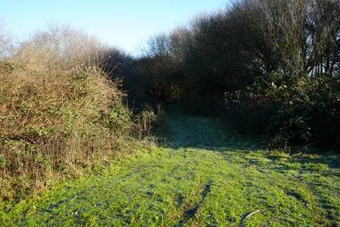 Frosty Path Into Winter Thicket, Skylarks Nature Reserve, Nottinghamshire. Stock Photos