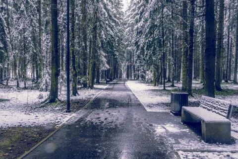 Frosty pathway lined with towering trees and reflecting light Stock Photos