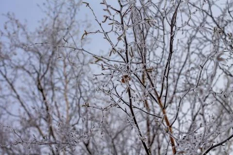 Frosty pattern of beautiful birch branches Stock Photos